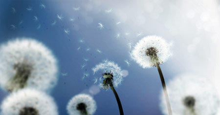 Dandelion