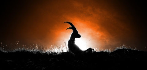 Capricorn