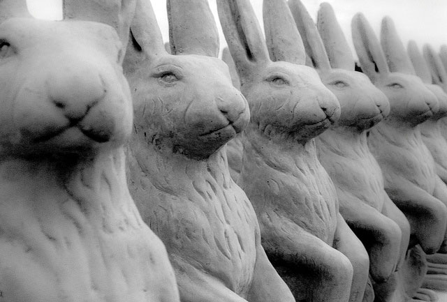 Whiterabbits
